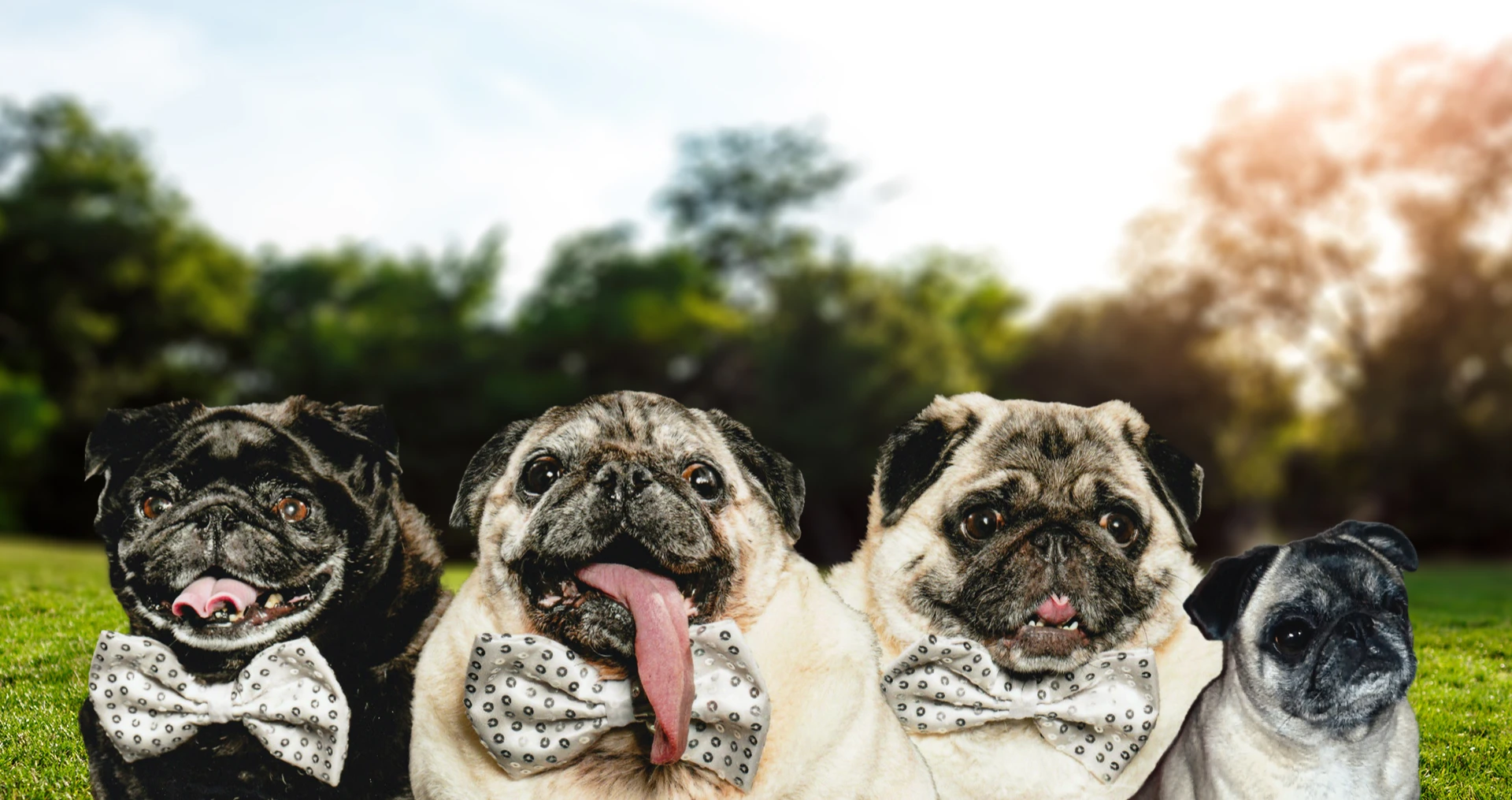 Mopsíci sedící venku, které podporuje Tomáš Juřínek